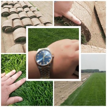 河北保定-冷季型混合型草坪草皮-质量好易成活-施工播种养护