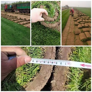河北衡水草坪貨源冷季型混合型草坪草皮質(zhì)量好易成活施工播種養(yǎng)護(hù)