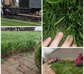 内蒙古人工种植草坪-抗冻-耐寒冷季型四季青混播草皮卷规格110*38