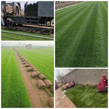 供求北京地区荒山改造绿化草坪草皮品种图片