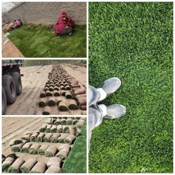 在山东青岛，四季青混播草坪草皮有多个品牌或产品可供选择