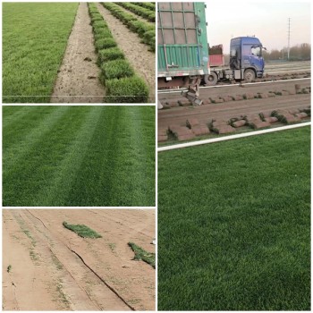 供求北京地区荒山改造绿化草坪草皮品种图片
