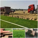 山西大同四季青草坪-基地供應-早熟禾-高羊茅混播冷季型草皮卷