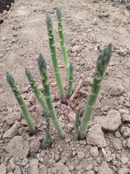 太原蘆筍種植基地供雜交一代新品種應航天系列蘆筍種苗