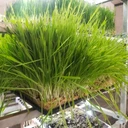 集裝箱水培麥芽牧草設(shè)備-金欣農(nóng)業(yè)