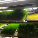 全自動立體式水培牧草設(shè)備--金欣農(nóng)業(yè)