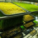 金欣农业---集装箱式水培牧草
