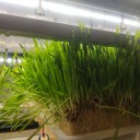 金欣农智水培牧草设备全自动立体式植物种植架