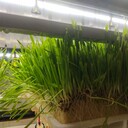 金欣農(nóng)智水培牧草設(shè)備全自動(dòng)立體式植物種植架
