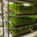 集裝箱式水培牧草種植設(shè)備集裝箱式植物工廠