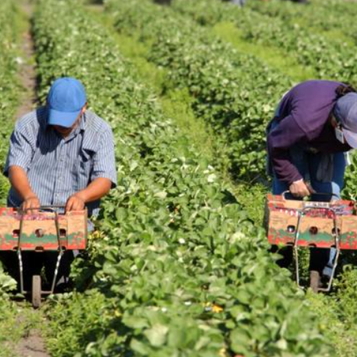 河北沧州高薪急招新西兰农场采摘工货运司机务工人员