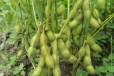 高产大豆种子高蛋白大豆种子毛豆新选88