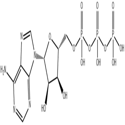 三磷酸腺苷.jpg