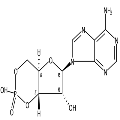 环磷腺苷.png