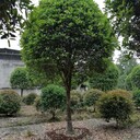 四川、成都百畝桂花基地批發(fā)10-12-15公分桂花