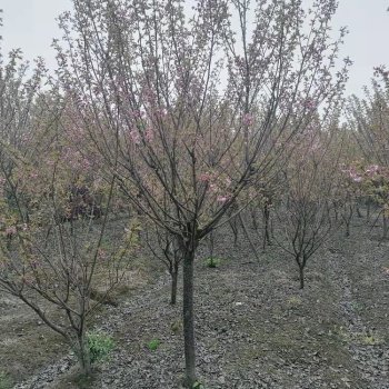 四川成都樱花基地批发，高杆樱花批发价格，2-20公分樱花产地