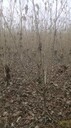 叢生木芙蓉基地10公分木芙蓉綠化苗叢生木芙蓉批發(fā)重慶木芙蓉
