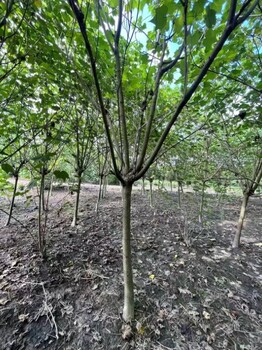 叢生木芙蓉基地批發(fā)8公分木芙蓉價格低分枝木芙蓉工程苗