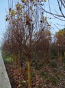 10公分紫玉蘭基地12公分紫玉蘭批發(fā)8公分紫玉蘭工程苗
