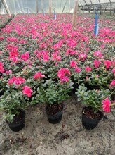 成都西洋鵑種植基地西洋鵑基地西洋鵑杜鵑基地四季杜鵑基地圖片