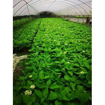 八仙花基地批發(fā)八仙花工程苗八仙花大杯小杯八仙花2加侖杯