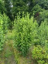 四川木槿批發(fā)基地木槿工程苗木槿價格叢生木槿出售木槿大杯