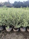 四川成都銀姬小蠟苗子基地批發(fā)30-40-50高銀姬小蠟大杯苗