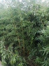 四川金鑲玉竹基地出售2-2.5-3米高金鑲玉竹批發(fā)成都金鑲玉竹圖片