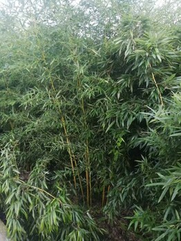 四川金鑲玉竹基地出售2-2.5-3米高金鑲玉竹批發(fā)成都金鑲玉竹