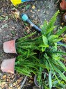 腎蕨批發(fā)基地大量出售30-40高腎蕨小杯腎蕨大杯苗子批發(fā)