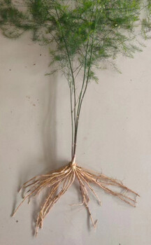 德州蘆筍根苗雜交高產(chǎn)蘆筍根陽(yáng)臺(tái)庭院種植蔬菜