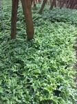 供應(yīng)雞爪連黃連種苗，黃連苗