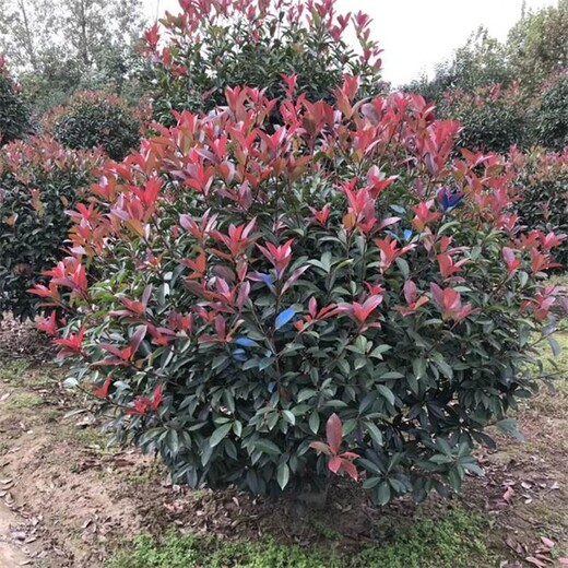 江蘇紅葉石楠球基地、1米紅葉石楠球價格便宜且冠幅飽滿