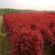 紅葉石楠球03.jpg