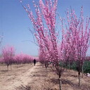 美人梅哪里便宜、錦瑞園林自產(chǎn)自銷(xiāo)5.6.7公分美人梅價(jià)格讓利銷(xiāo)售