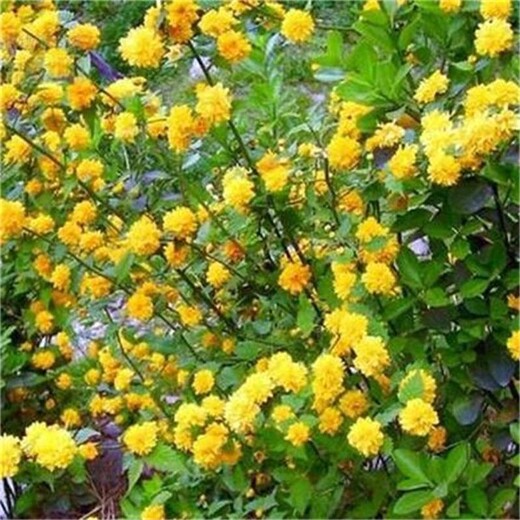 安徽棣棠苗.重瓣棣棠、合肥園林綠化庭院造景叢生棣棠.開花灌木