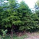 落羽杉01.jpg