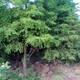 落羽杉02.jpg