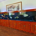 深圳魚缸清洗服務(wù),清洗魚缸魚池,養(yǎng)護(hù)換水,過濾池清理