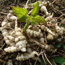 螺絲菜種子新鮮帶芽寶塔菜甘露子地環(huán)地牯牛幼苗圖片