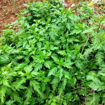 菊花脑种子菊花叶种苗菊花涝菊花菜多年生多次采摘野菜蔬菜