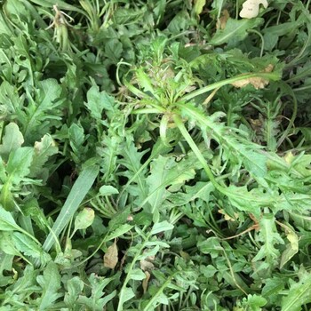 大葉薺菜種子野菜四季菜種籽薺薺菜種籽