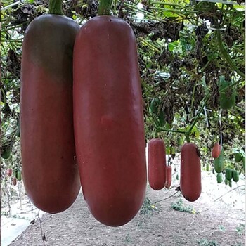 香如蜜種子火腿瓜種籽如蜜糖香瓜種子水果瓜種籽
