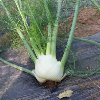 球莖茴香種子結(jié)球茴香茴香頭西餐香料特菜種子