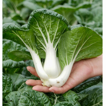 奶白菜種子小青菜種籽四季奶油蔬菜種子快菜種子