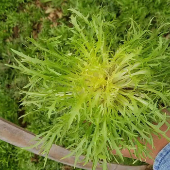 苦苣種子苦菊種子花葉黃心苦菊菜籽種細(xì)葉苦苣耐熱秋季
