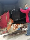 大連金石灘運通居民學(xué)校搬家電話(huà)