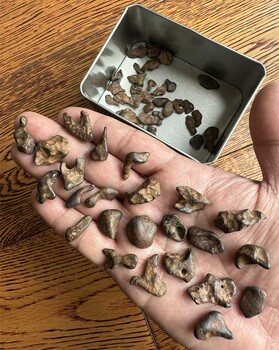 在哪里鑒定月球隕石