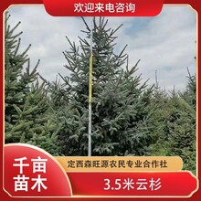 甘肅云杉，云南云杉，麗江云杉規(guī)格圖片