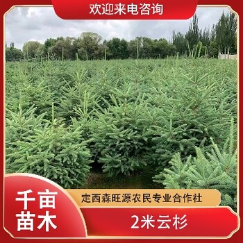 甘肅云杉，云南云杉，麗江云杉規格